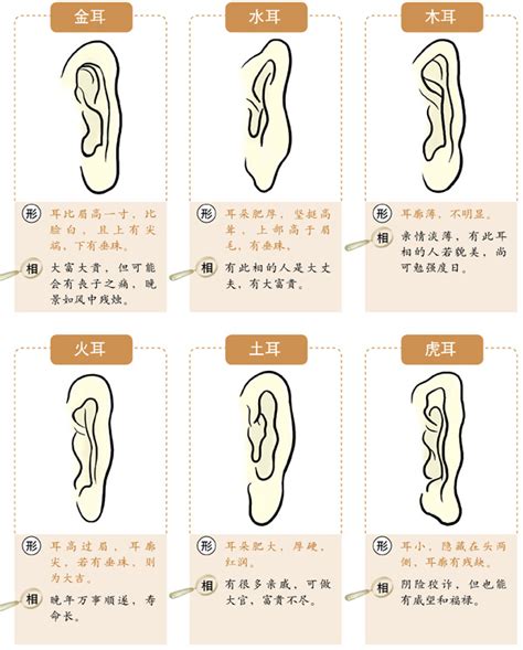 耳垂有线面相|十六种耳朵面相图文分析三六风水网